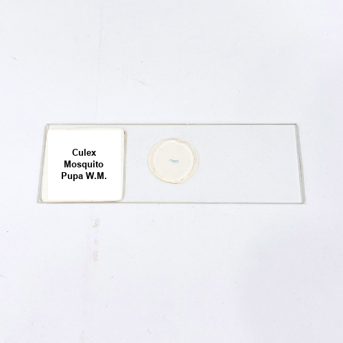 Culex Mosquito Pupa W.M.