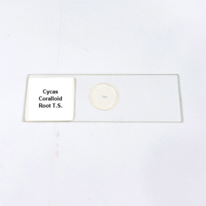 Cycas Coralloid Root T.S.