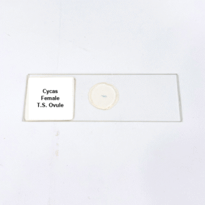 Cycas Female T.S. Ovule