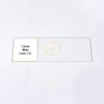 Cycas Male Cone T.S.