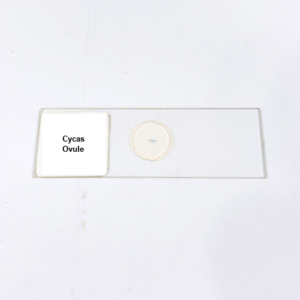 Cycas Ovule