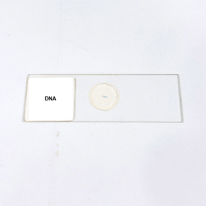 DNA