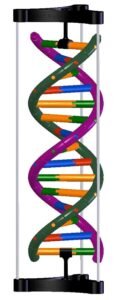 DNA - Double Helical