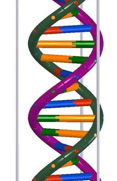 DNA - Double Helical