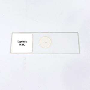 Daphnia W.M.