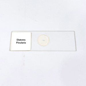 Diatoms Pinularia