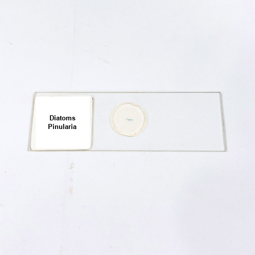 Diatoms Pinularia