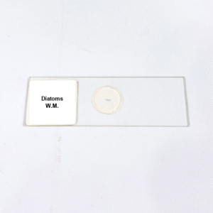 Diatoms W.M.