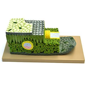 Dicot Leaf