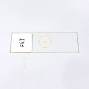 Dicot Leaf T.S.
