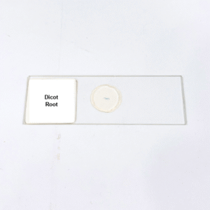Dicot Root