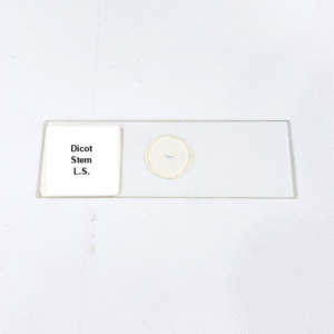 Dicot Stem L.S.