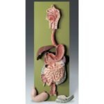 Digestive System