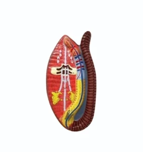 Earthworm Body