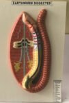 Earthworm Dissection