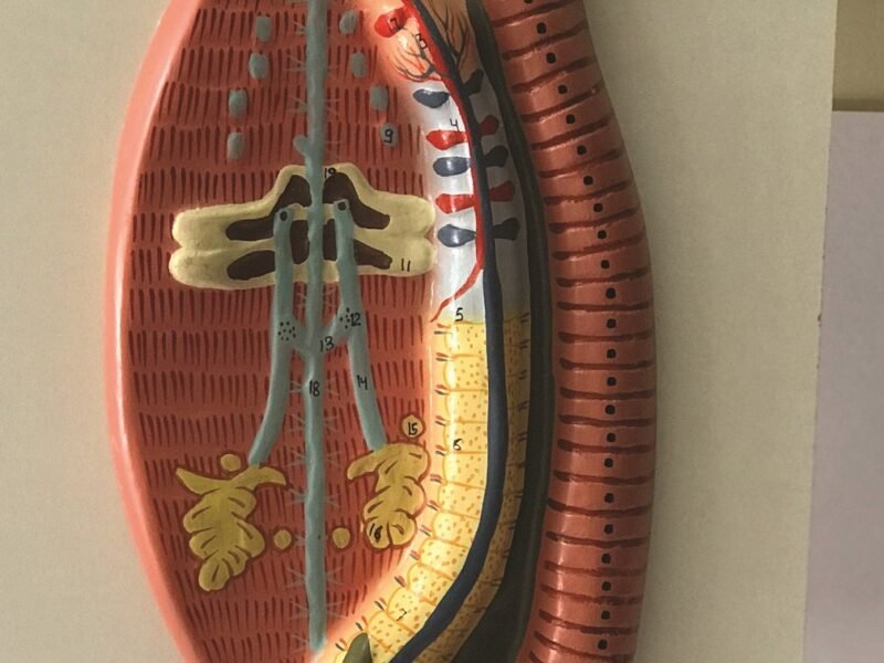 Earthworm Dissection