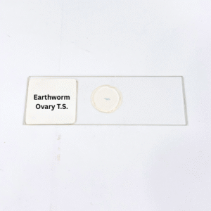Earthworm Ovary T.S.