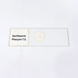 Earthworm Pharynx T.S.