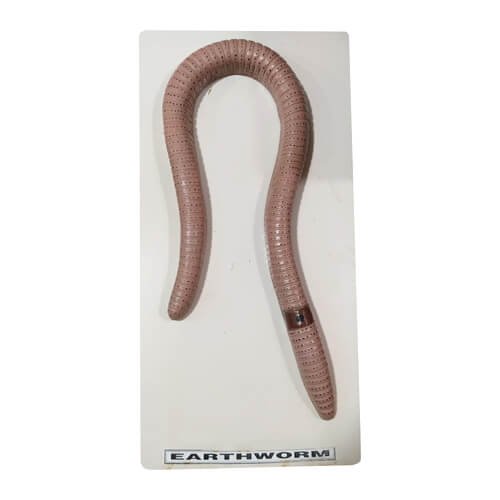 Earthworm