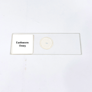 Earthworm Ovary