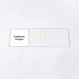 Earthworm Pharynx