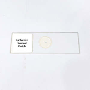 Earthworm Seminal Vesicle