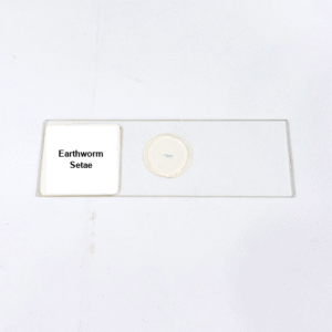 Earthworm Setae