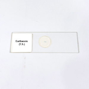 Earthworm (T.S.)