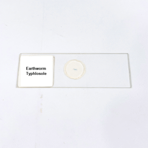 Earthworm Typhlosole