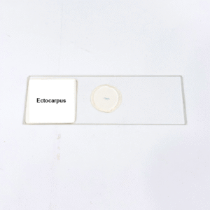 Ectocarpus