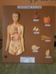 Endocrine System
