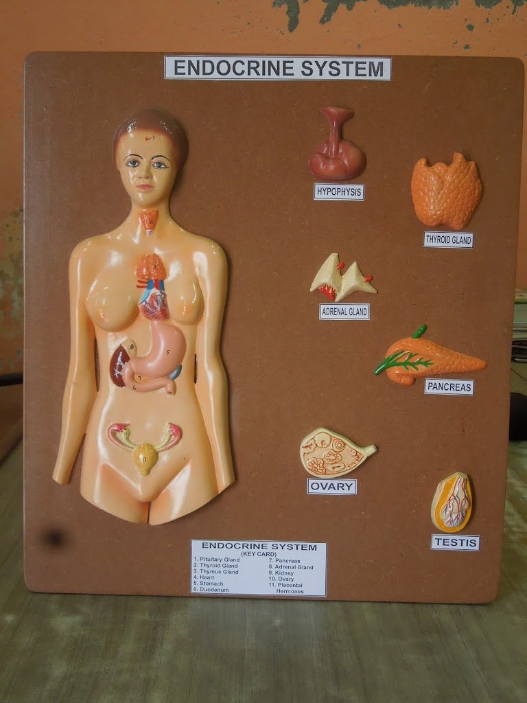 Endocrine System