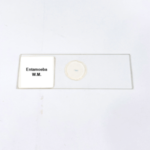 Entamoeba W.M.