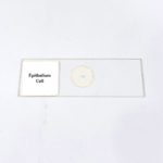 Epithelium Cell