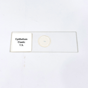 Epithelium Elastic T.S.