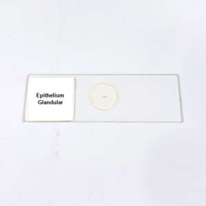Epithelium Glandular