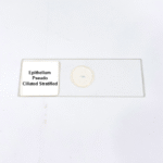 Epithelium Pseudo Ciliated Stratified