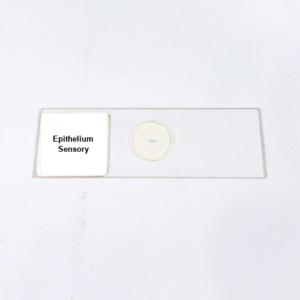 Epithelium Sensory