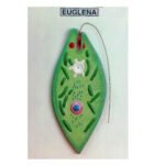 Euglena