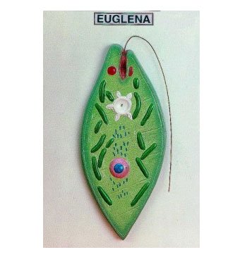 Euglena