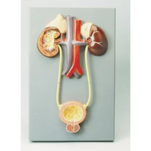 Excretory System