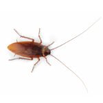 Female Cockroach
