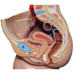 Female Reproductive System