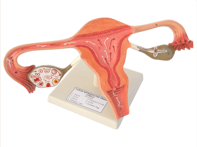 Female Uterus