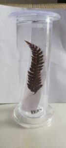 Fern