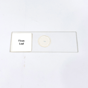 Ficus Leaf