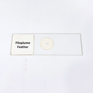 Filoplume Feather