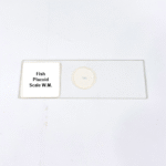 Fish Placoid Scale W.M.