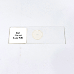Fish Placoid Scale W.M.