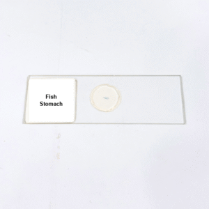 Fish Stomach